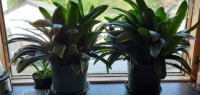 Clivia 2025-06-02