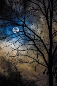 Zie de maan schijnt door de bomen...