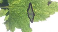 Moth on the underside of a leaf