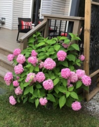 Pink hydrangea