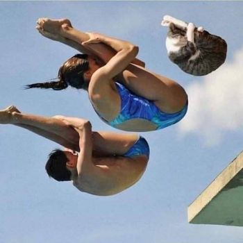 Olympics: Mixed Species Diving