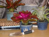Bromeliad Still Life