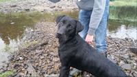 Labrador