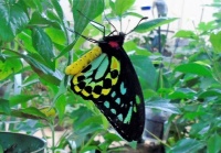 BEAUTIFUL BUTTERFLY AT JOSEPH POPP BUTTERFLY CONSERVATORY ONEONTA NY