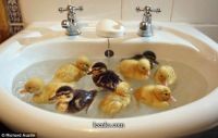 sink full of ducklings