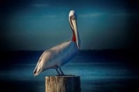 A watchful pelican