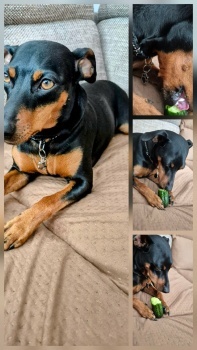 Bonnie likes cucumbers 😋