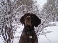 Dewey enjoying the snow