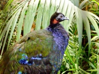 Congo Peafowl