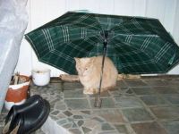 Smart kat i regnvejr