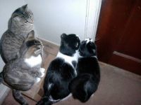 Cats wanting to go out!