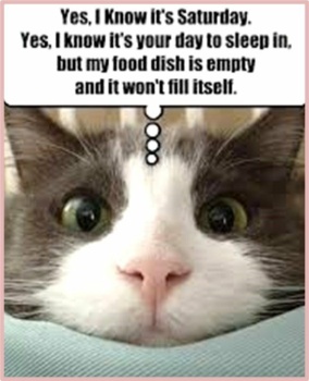 Solve A Cat Couldn't Care Less About Your Sleep! Happy Saturday ...