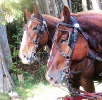 Carriage horses on Mackinac Island