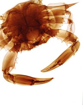 An x-ray image of a crab