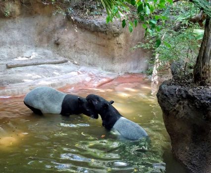 San Diego Zoo - Tapirs Swimming