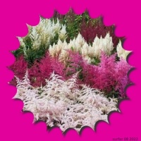 'Astilbe the Beautiful'