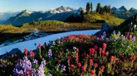 Peaceful flowery mountain scene
