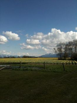 Spring has come to Skagit County