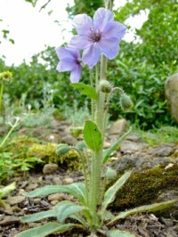 Prickly Blue Poppy