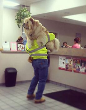 funny-scared-animals-carrying-big-dog