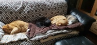 4 cats sleeping