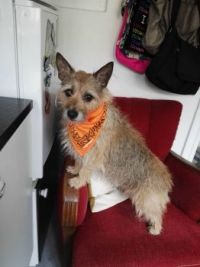 Bertha is a therapy dog at a brain injury center, thats why she is wearing a orange scarf