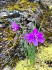 Oregon Columbia Gorge wild flowers
