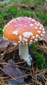 Fly agaric / mushroom