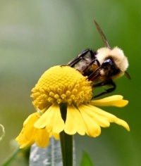 Bee and Flower