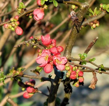 flowering quince (dwergkwee)