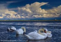 Doug Clement Photography Esquimalt Lagoon