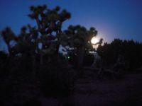 Moonrise over Joshua trees