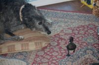 Maisey and the Baby Duck