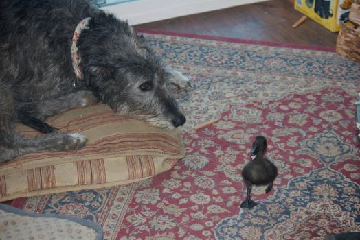 Maisey and the Baby Duck