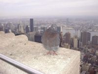 A pigeon in NY