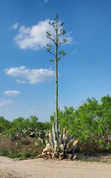Agave