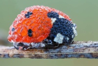 Ladybug with droplets if water on it