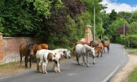 New Forest Ponies - Hampshire, UK