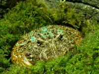 Ornate Horned Frog - Tasty meal for a predator?
