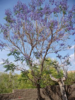 Jacaranda Tree in Bloom