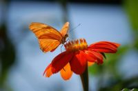 Butterfly house #1