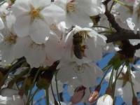 Včela opylující třešňové květy...  A bee pollinating cherry blossoms...