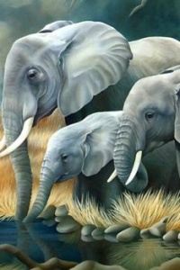 elephant's