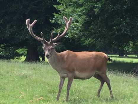 Deer in Tatton Park, Cheshire, UK