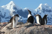 Penguins in Antarctica