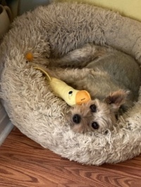 Lulu with her duck