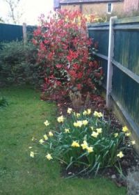 Garden - springtime at last!