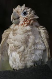 Bonnie Kakadu šalamounský