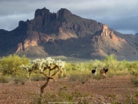 Wild Burros
