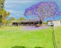 horse under jacaranda tree